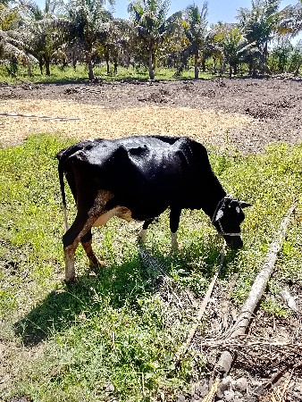 ગાય વેચવાની