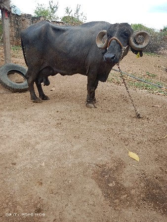 ભેસ વેચવાની છે