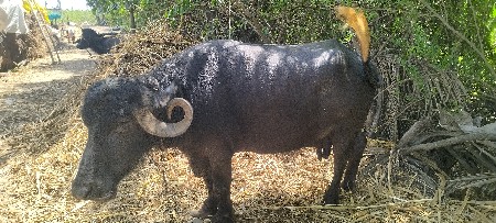 थंबनेल 3