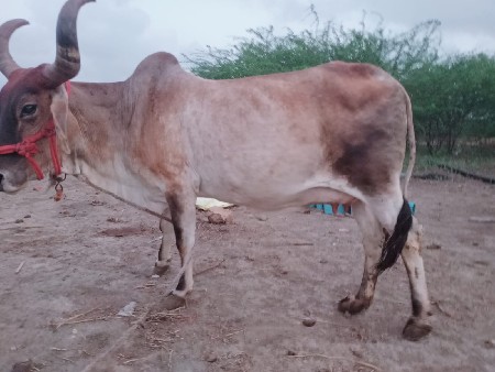 थंबनेल 2