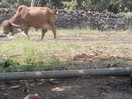 ઓરિજનલ ગીર ગાય વેસવાની સે