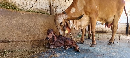 ગાય વેસવાની સે