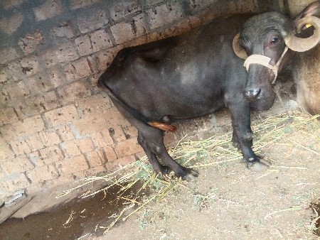 ભેંશ વેશવાનિ