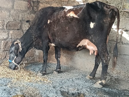 વેચવાની