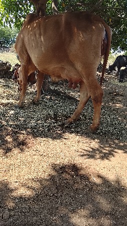 વેશવાનીછે