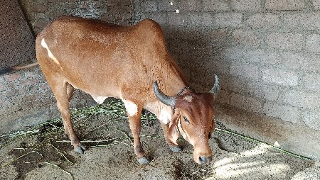 વેચવાની છે