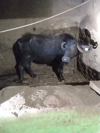 ભેંસ વેચવાની છે