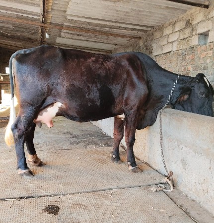 ગીર ક્રોસ ગાય વેચવાની