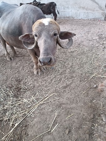 थंबनेल 3