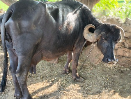 થંબનેલ 2