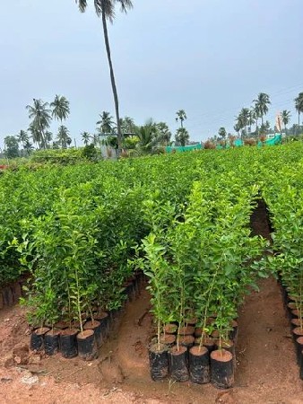 કાગદી (Tissue)પ્લાન્ટ