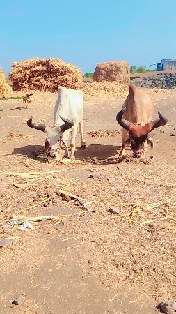 મારવા બેસવાની ફુલ જવાબદારી ફૂલ પાણ