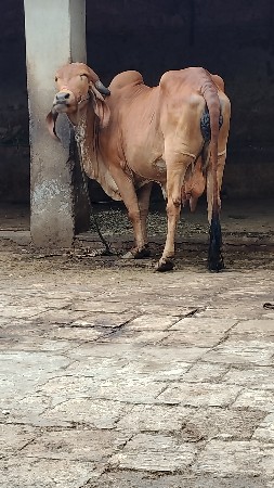 ગાય‌ વેચવાની છે