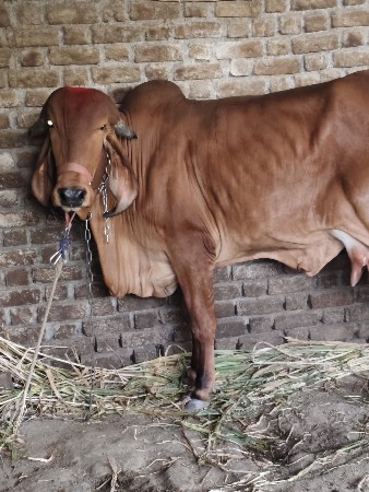 વેસવાની