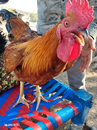 કોકડો