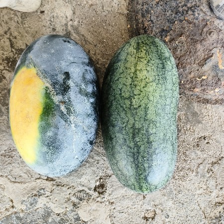 તરબુજ 🍉🍉🍉