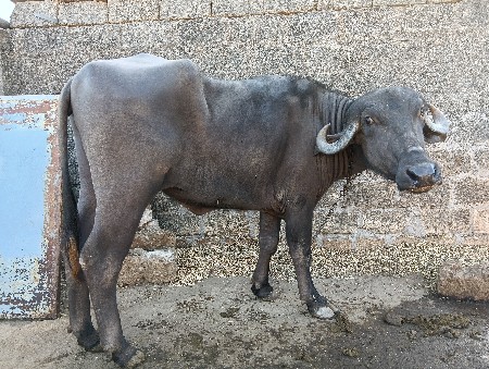 થંબનેલ 3