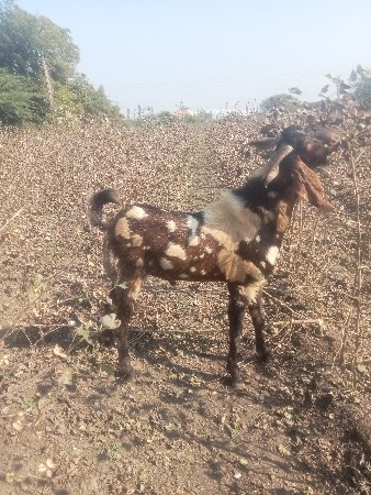 ગામ ચેલા