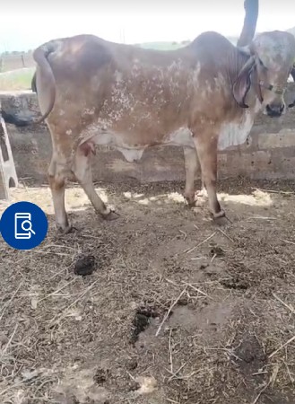 ગીર કાબરી ગયા વેચવાની છે