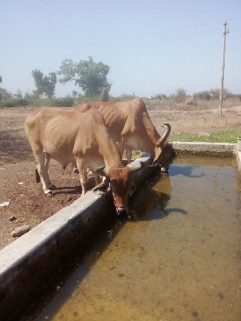 Badatha vechavana se