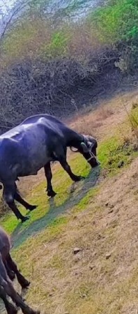 સાટા કરવાના છે 6354759293