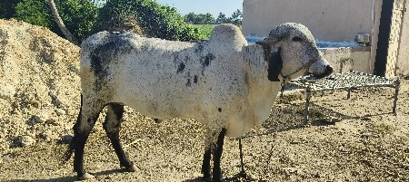 थंबनेल 2