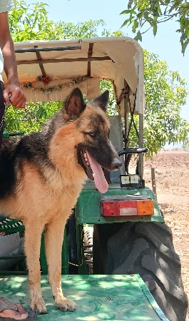 મહેલ જરમર