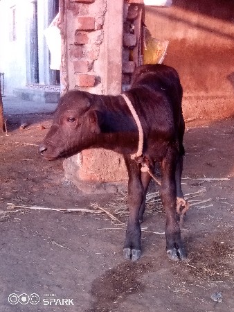 વેચવાનુછે