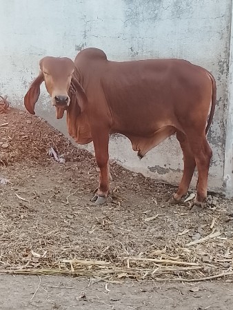 વાછડો વેચવાનો છે