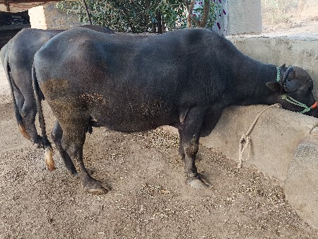 थंबनेल 3