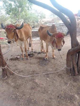 devbhumi Dwarka jilon taluka