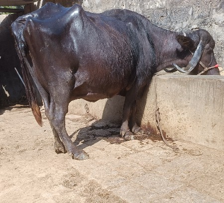 ભૅચ વૅચવાની છૅ