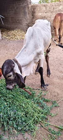 મફત દેવાનું છે