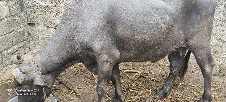 थंबनेल 2