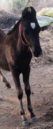 વસેરીના સાટા કરવાના છે ઘોડી જોઈએ