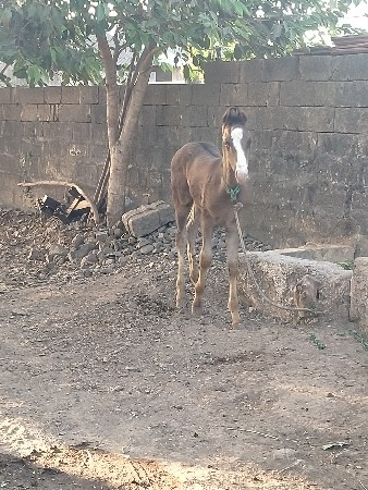 વસેરો વેસવા નો સે