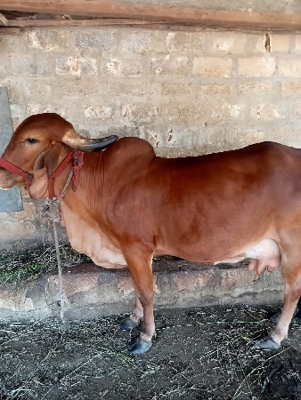 ગીર ગાય વેચવાની છે