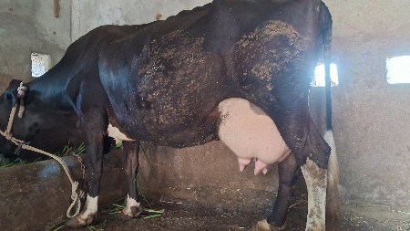 HF crosh gay vechvani 6e