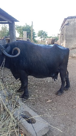 વેચવાનું  છે,  6354042919