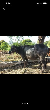 1 વેતર ખડેલી વેસવાની છે