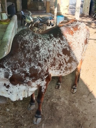 ગીર‌. હોડકી‌ વેસવાની‌ છે
