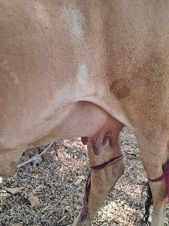 હોડકી વેચવાની છે