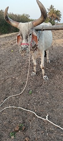 એક બળદ વેચવાનો છે