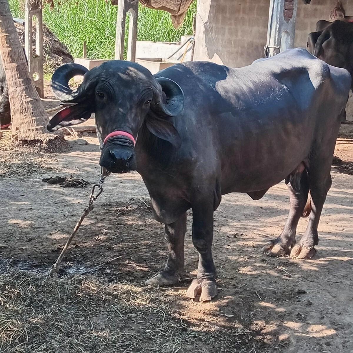 થંબનેલ 2