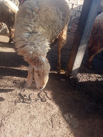 थंबनेल 2