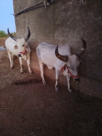 ગોઢલા વેચવાના છે