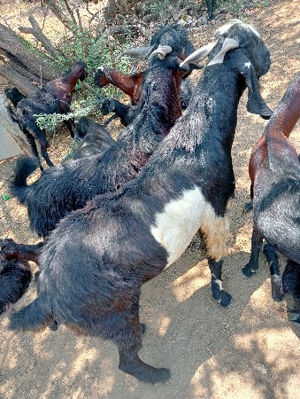 બોકદા વેસવાનાસે 5