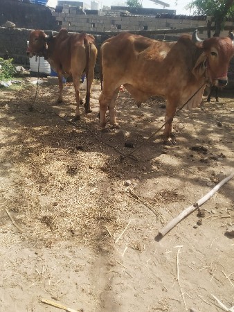 વેશવાના