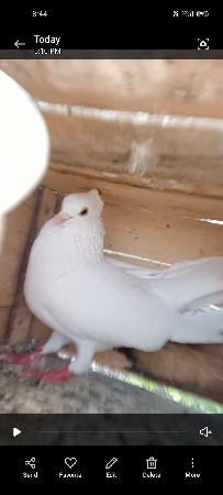 મુખીનો નર વેચવાનો છે