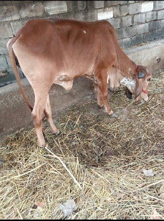 ગીર વાસડીયુ વેસ્વાની સે